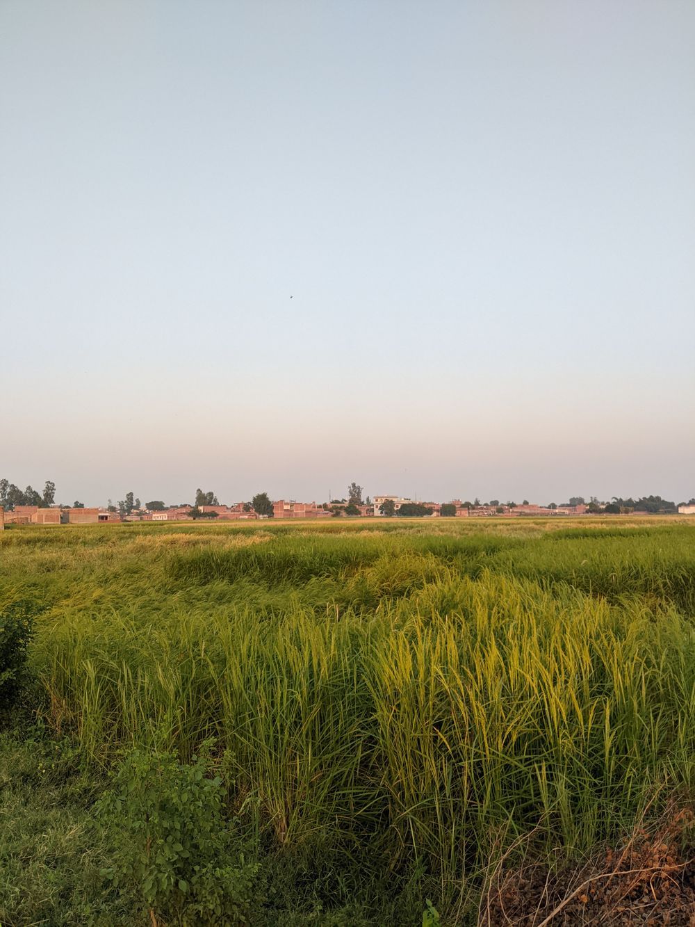 Cultivated fields and village homes in rural India; illustrative photograph